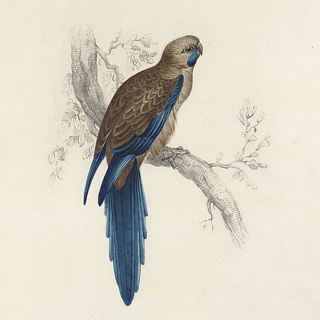 Edward Lear — Пеннантийский широкохвостый попугай