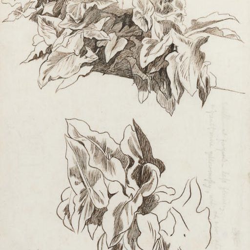 Edward Lear — Исследование плюща, Корфу