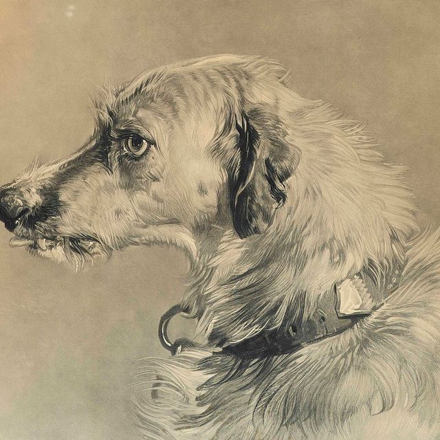 Edwin Henry Landseer — Ирландский волкодав