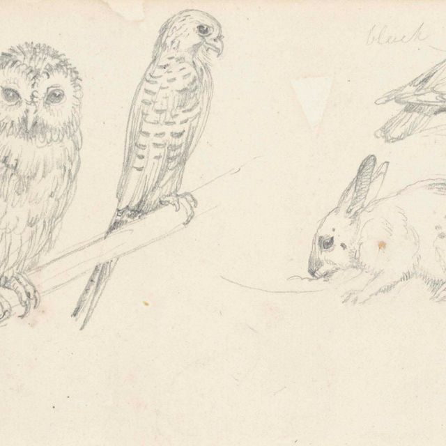 Edwin Henry Landseer — Сова, кролик и другие животные