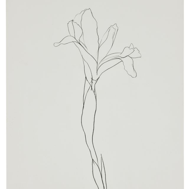 Ellsworth Kelly — Ирис