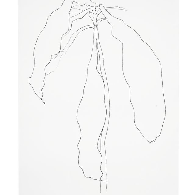 Ellsworth Kelly — Драцена II