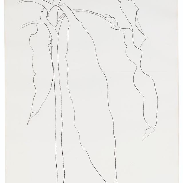 Ellsworth Kelly — Драцена I
