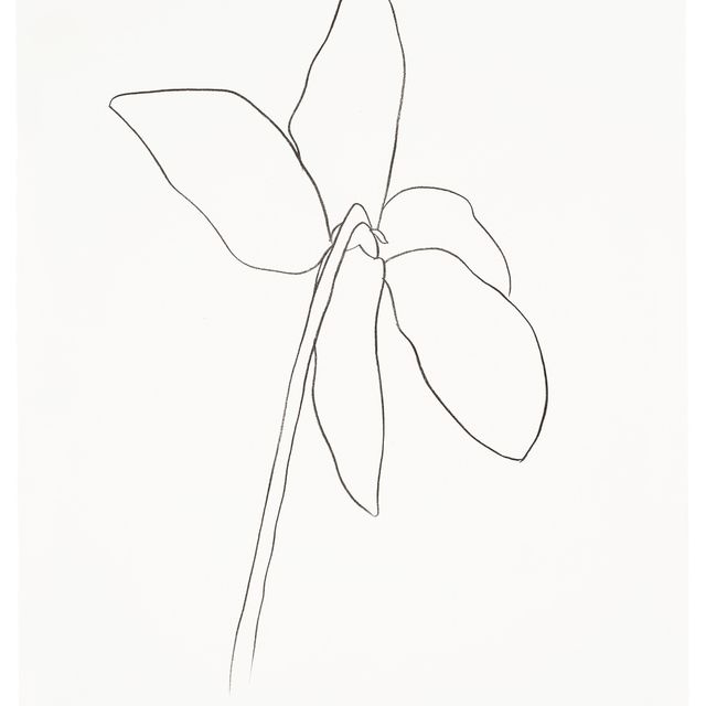Ellsworth Kelly — Цикламен IV, из серии литографий растений