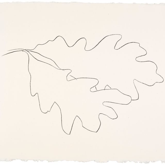 Ellsworth Kelly — Дуб VII, из дубовых листьев