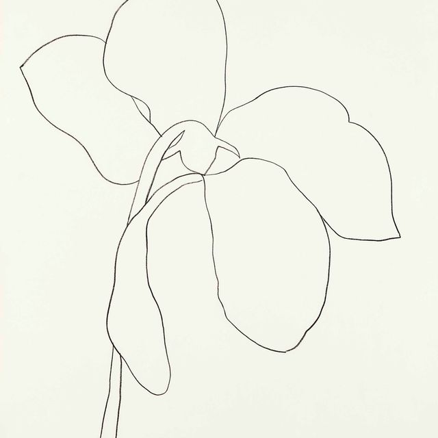 Ellsworth Kelly — Цикламен III, из серии литографий растений