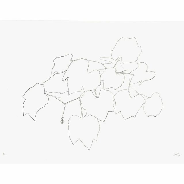 Ellsworth Kelly — Виноградный лист Я