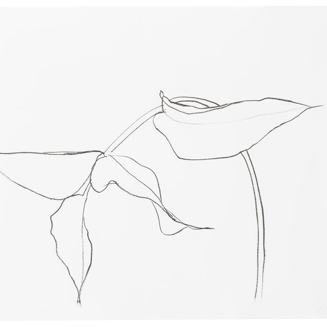 Ellsworth Kelly — Филодендрон I, из серии литографий о растениях и цветах