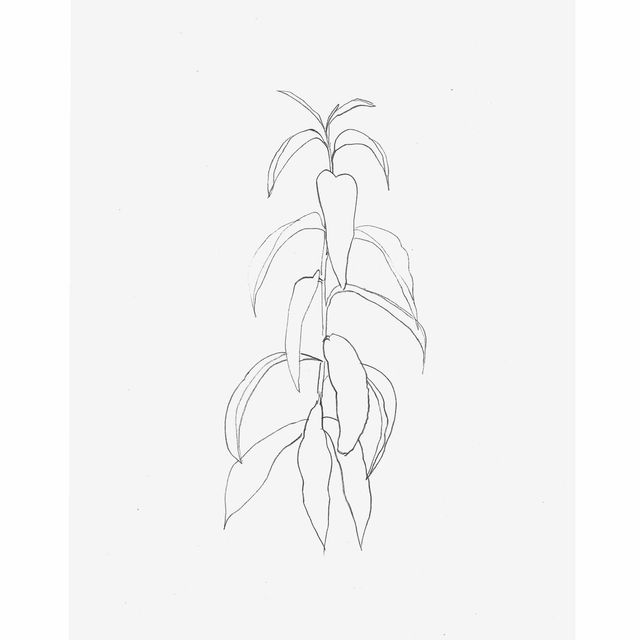 Ellsworth Kelly — Ветка персика, из листьев