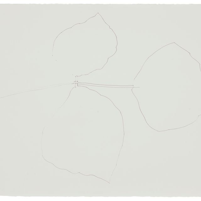 Ellsworth Kelly — Коралловый лист 5