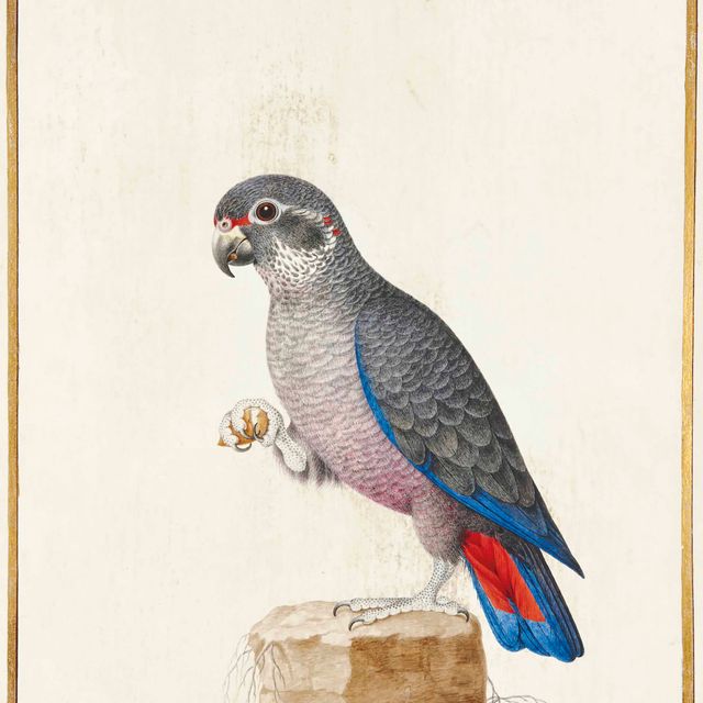 French School — Пионерка Виолетта у роше (Pionus fuscus)