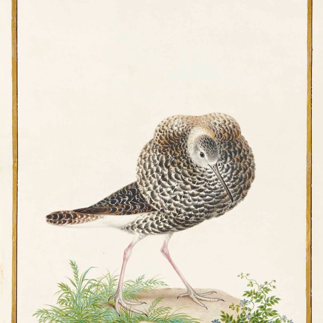 French School — Кавалер-воитель (Philomachus pugnax)