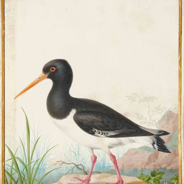 French School — Пирог с орехами (Haematopus ostralegus)