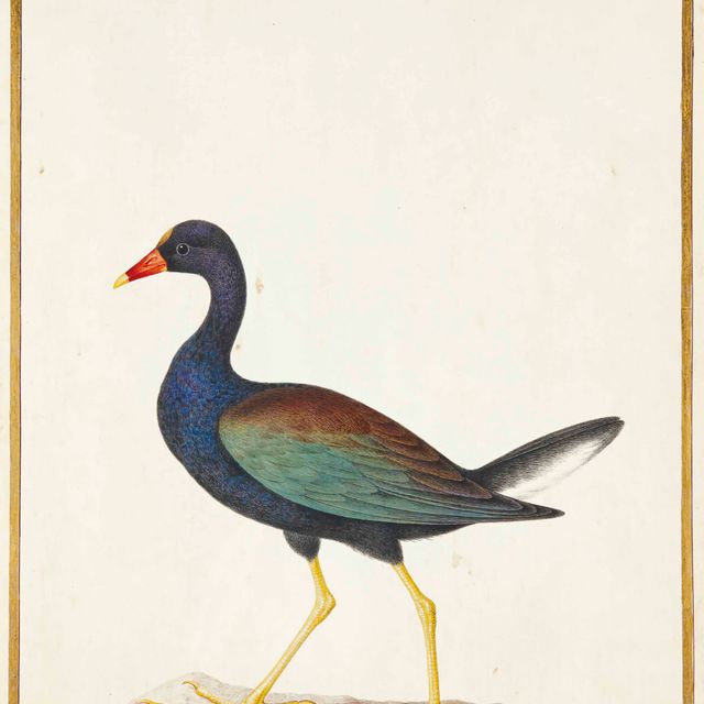 French School — Талева виола (Porphyrio martinicus)