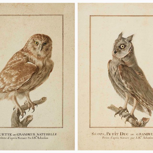 French School — Афина ночная (Athene noctua) на одной ветке; и маленькие утята (Otus scops) на одной ветке