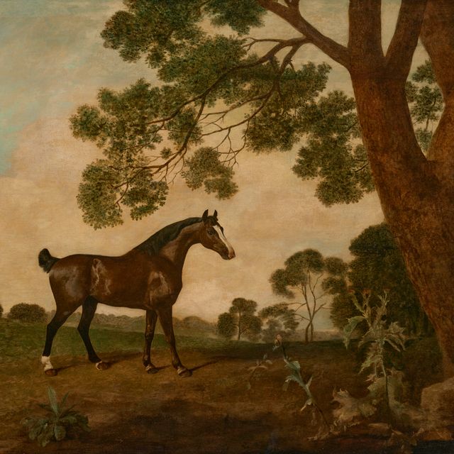 George Stubbs — Темно-гнедая лошадь, смотрящая направо, рядом с большим дубом