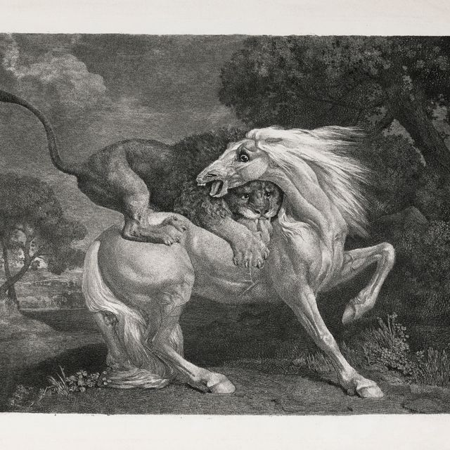 George Stubbs — Лев, пожирающий лошадь