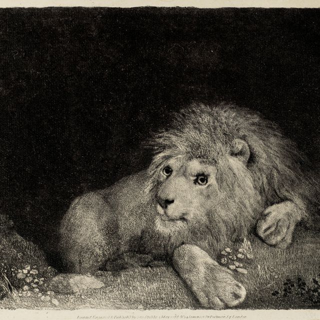 George Stubbs — Лев (Лежащий Лев)