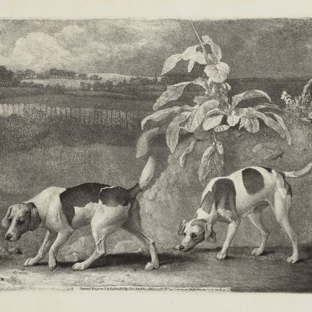 George Stubbs — Две собаки