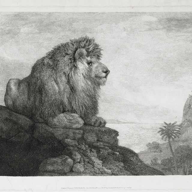 George Stubbs — Лев (Лев, отдыхающий на скале)