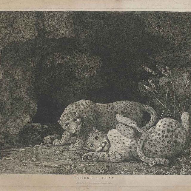 George Stubbs — Тигры в игре