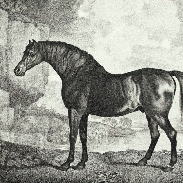 George Stubbs — Баронет, Шарк, Суитуильям и Маска