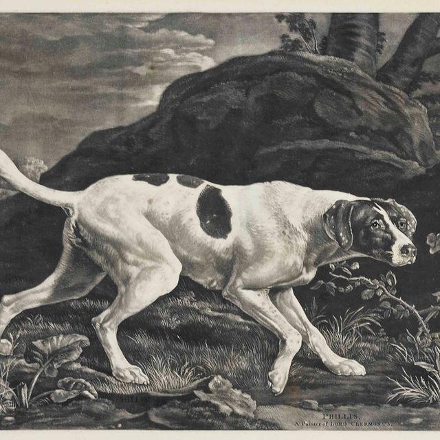 George Stubbs — Филлис, указательница лорда Клермонта