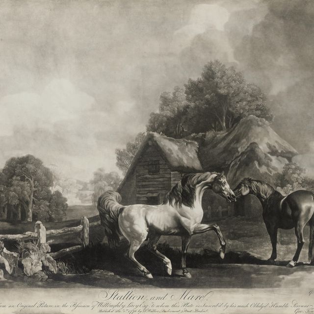 George Stubbs — Жеребец и кобыла