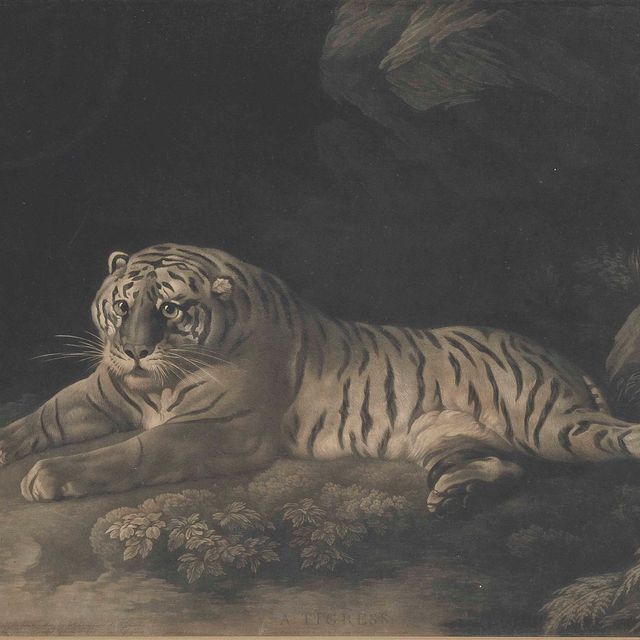 George Stubbs — Тигрица (Леннокс-Бойд 133)