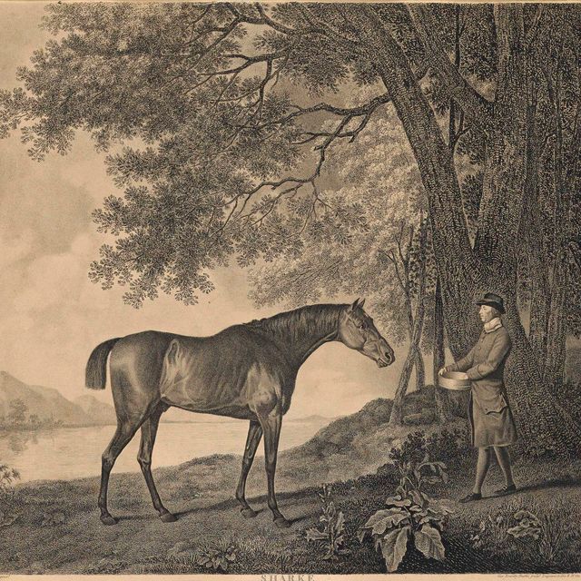 George Stubbs — Шарк (Леннокс-Бойд, 110)