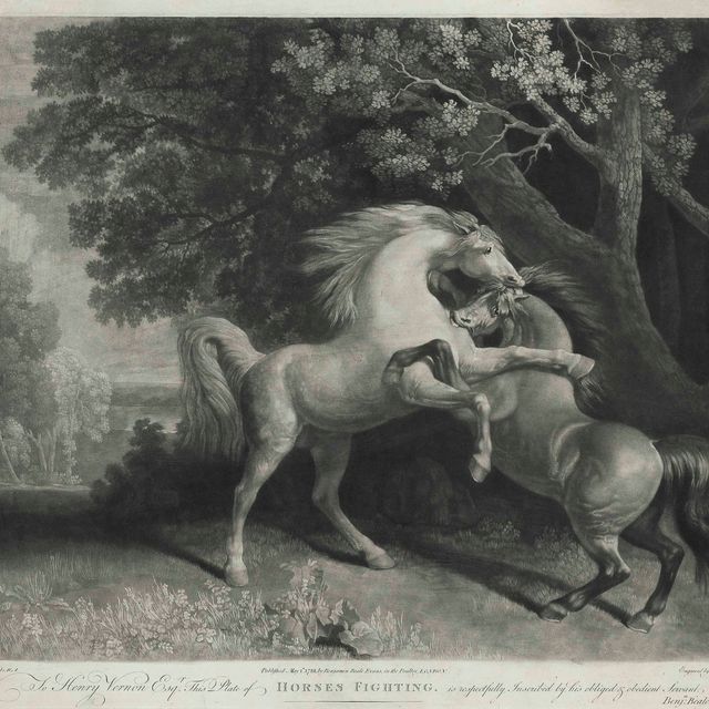 George Stubbs — Дерущиеся лошади и быки