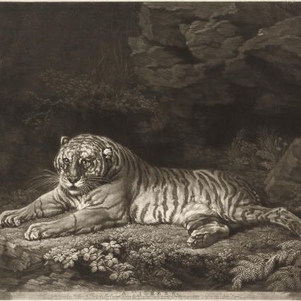 George Stubbs — Тигрица