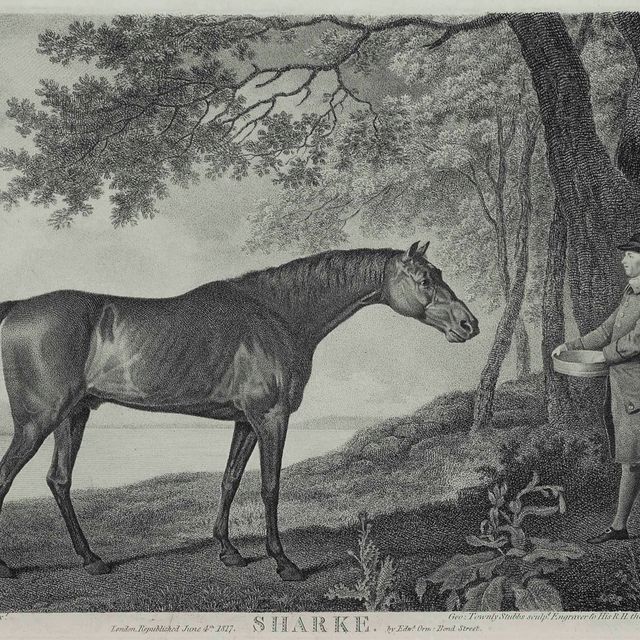 George Stubbs — Баронет, Шарк, Суитуильям и Эклипс
