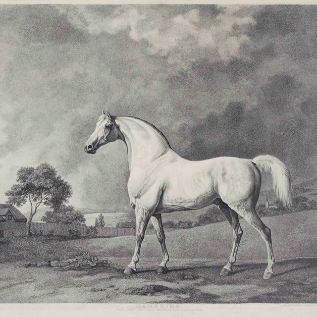 George Stubbs — Мамбрино и Шарк