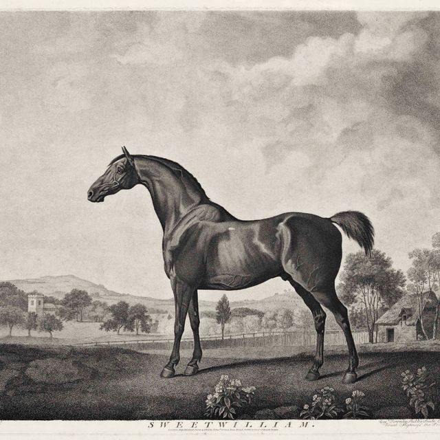 George Stubbs — Наковальня и Свитуильям
