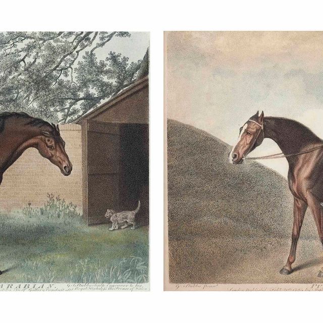 George Stubbs — Годольфин Арабский; и тыква