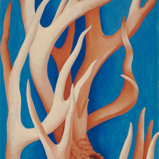 Georgia O’Keeffe — Оленьи рога