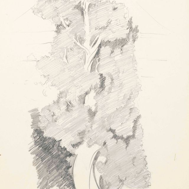 Georgia O’Keeffe — Сосновые и кедровые деревья