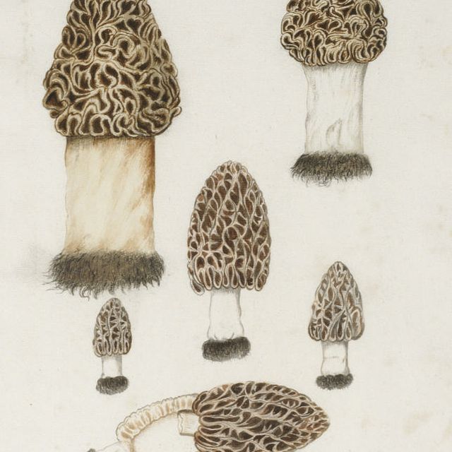 German School — Исследования грибов-сморчков (Morchella esculenta)