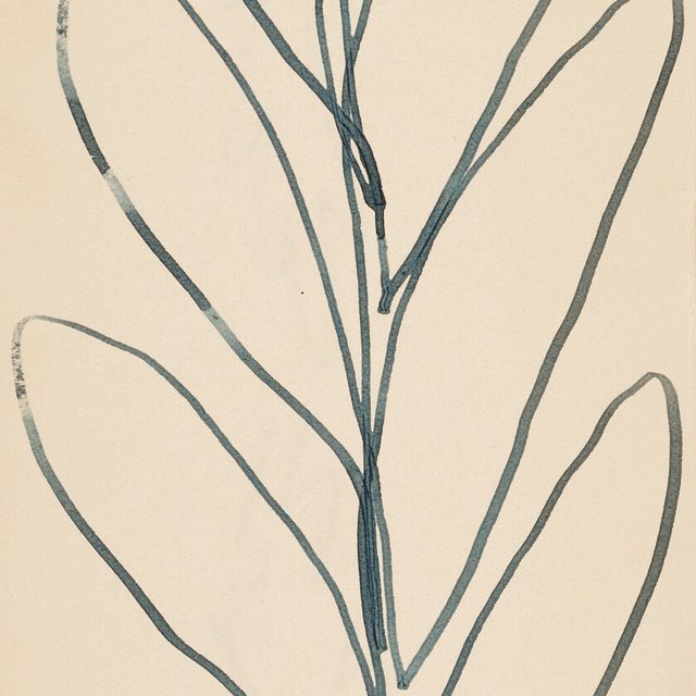 Henri Matisse — Ветвь фей и фельетонов из шерсти ( спереди и сзади )