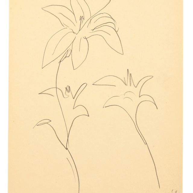 Henri Matisse — Лилия