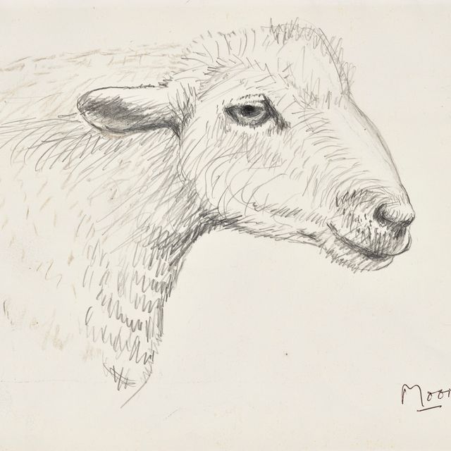 Henry Moore — Голова овцы