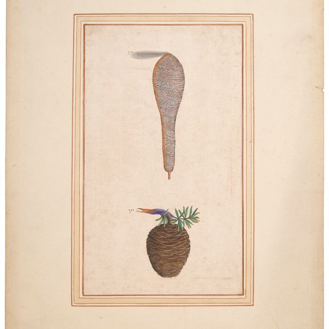 Italian School — Две кедровые шишки (Cedrus libani)