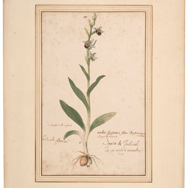 Italian School — Пчелиная орхидея (Ophrys apifera Huds)