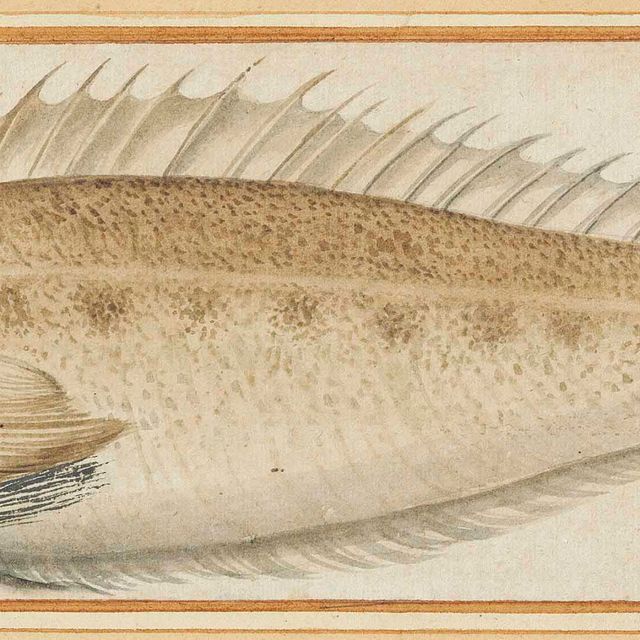 Italian School — Малый долгоносик (Echiichthys vipera)