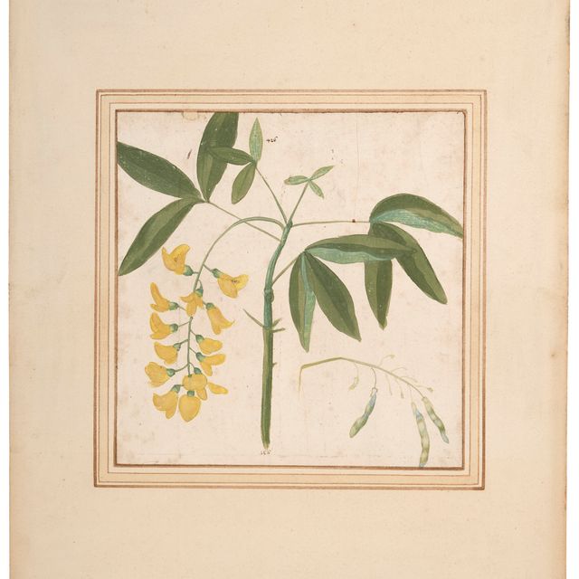 Italian School — Две ветви ракитника (Laburnum anagyroides)