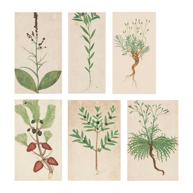 Italian School — Морская сосна ( Pinus pinaster ); Олива ( Olea europaea ); Незабудка ( Lithospernum purpureo-caeruleum ); Морозник черный ( Veratum Nigrum ); Одуванчик ( Crepis ); Маргаритка ( Bellis Compositae )