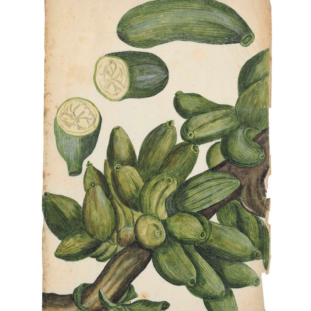 Italian School — Изучение растения, вероятно, разновидности тыквы ( cucurbitaceae ) или банана ( musaceae )