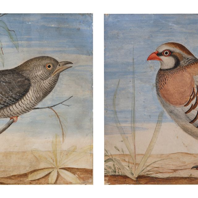 Italian School — Личинка рыжего попугая ( Alectoris rufa ) и гриль-куку (Cuculidae) на одной ветви