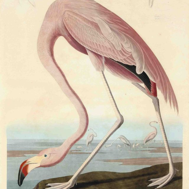 John James Audubon — Американский фламинго (тарелка CCCCXXXI) Phoenicopterus ruber
